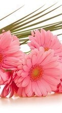 Lade kostenlos Hintergrundbilder Pflanzen,Blumen,Bouquets für Handy oder Tablet herunter.