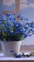 Bouquets,Blumen,Pflanzen für Acer Liquid E