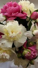 Bouquets,Blumen,Pflanzen für Samsung Galaxy Chat