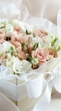 Pflanzen,Blumen,Roses,Bouquets für Sony Xperia Miro ST23i
