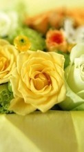Lade kostenlos Hintergrundbilder Blumen,Roses,Bouquets,Pflanzen für Handy oder Tablet herunter.