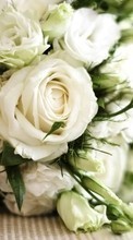 Bouquets,Blumen,Pflanzen,Roses für Samsung E1232