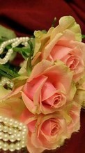 Bouquets,Blumen,Pflanzen,Roses für Fly Jazz IQ238