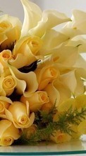 Bouquets,Blumen,Pflanzen,Roses für HTC One mini 2