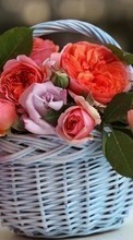 Bouquets,Blumen,Pflanzen,Roses für Huawei Ascend Y210D