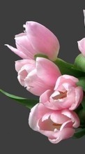 Lade kostenlos Hintergrundbilder Bouquets,Pflanzen,Blumen,Tulpen für Handy oder Tablet herunter.