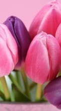 Lade kostenlos Hintergrundbilder Pflanzen,Blumen,Tulpen,Bouquets für Handy oder Tablet herunter.