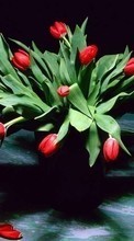 Lade kostenlos Hintergrundbilder Pflanzen,Blumen,Tulpen,Bouquets für Handy oder Tablet herunter.