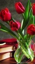 Lade kostenlos Hintergrundbilder Bouquets,Blumen,Pflanzen,Tulpen für Handy oder Tablet herunter.