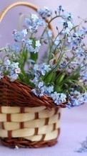 Lade kostenlos Hintergrundbilder Bouquets,Pflanzen für Handy oder Tablet herunter.