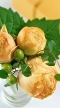 Lade kostenlos Hintergrundbilder Pflanzen,Roses,Bouquets für Handy oder Tablet herunter.