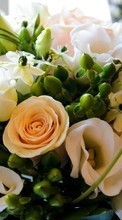Lade kostenlos Hintergrundbilder Bouquets,Pflanzen,Roses für Handy oder Tablet herunter.