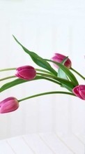 Lade kostenlos Hintergrundbilder Pflanzen,Tulpen,Bouquets für Handy oder Tablet herunter.