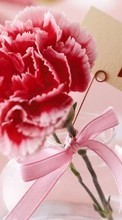 Lade kostenlos Hintergrundbilder Feiertage,Pflanzen,Blumen,Herzen,Liebe,Valentinstag,Nelken für Handy oder Tablet herunter.