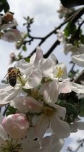 Lade kostenlos Hintergrundbilder Pflanzen,Blumen,Insekten,Kirsche,Bienen für Handy oder Tablet herunter.