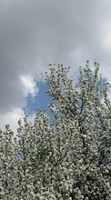 Blumen,Bäume,Clouds,Landschaft für HTC Desire X