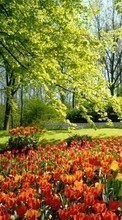 Lade kostenlos 800x480 Hintergrundbilder Pflanzen,Landschaft,Blumen,Bäume,Tulpen für Handy oder Tablet herunter.