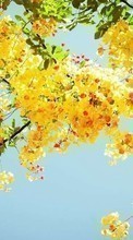 Lade kostenlos Hintergrundbilder Blumen,Bäume,Pflanzen für Handy oder Tablet herunter.