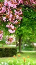 Pflanzen,Blumen,Bäume,Sakura für LG Optimus G E973