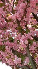 Lade kostenlos Hintergrundbilder Pflanzen,Blumen,Bäume,Sakura für Handy oder Tablet herunter.