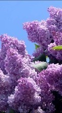 Lade kostenlos Hintergrundbilder Lilac,Pflanzen,Blumen,Bäume für Handy oder Tablet herunter.