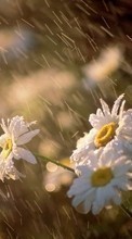 Lade kostenlos Hintergrundbilder Pflanzen,Blumen,Regen,Kamille für Handy oder Tablet herunter.