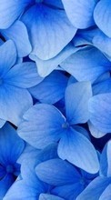 Pflanzen,Blumen,Hintergrund,Veilchen für Asus ZenPad 7.0 Z170C