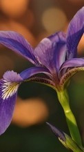 Lade kostenlos Hintergrundbilder Blumen,Veilchen,Pflanzen für Handy oder Tablet herunter.