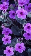 Lade kostenlos Hintergrundbilder Blumen,Veilchen,Pflanzen für Handy oder Tablet herunter.