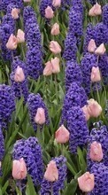 Lade kostenlos 320x480 Hintergrundbilder Pflanzen,Blumen,Hintergrund,Tulpen,Hyazinthe für Handy oder Tablet herunter.