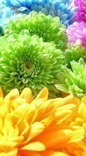 Lade kostenlos 1080x1920 Hintergrundbilder Pflanzen,Blumen,Hintergrund,Chrysantheme,Regenbogen für Handy oder Tablet herunter.
