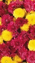 Lade kostenlos 480x800 Hintergrundbilder Pflanzen,Blumen,Hintergrund,Chrysantheme für Handy oder Tablet herunter.