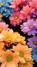 Lade kostenlos Hintergrundbilder Pflanzen,Blumen,Hintergrund,Chrysantheme für Handy oder Tablet herunter.