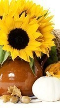 Lade kostenlos Hintergrundbilder Blumen,Hintergrund,Still-Leben,Sonnenblumen für Handy oder Tablet herunter.