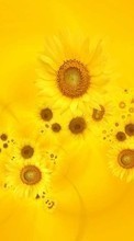 Lade kostenlos Hintergrundbilder Blumen,Hintergrund,Sonnenblumen für Handy oder Tablet herunter.
