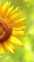 Lade kostenlos Hintergrundbilder Pflanzen,Blumen,Hintergrund,Sonnenblumen für Handy oder Tablet herunter.