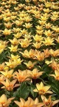 Lade kostenlos 1080x1920 Hintergrundbilder Pflanzen,Blumen,Hintergrund für Handy oder Tablet herunter.