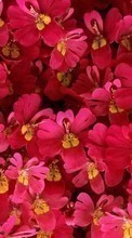 Lade kostenlos Hintergrundbilder Pflanzen,Blumen,Hintergrund für Handy oder Tablet herunter.