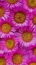 Lade kostenlos 360x640 Hintergrundbilder Pflanzen,Blumen,Hintergrund für Handy oder Tablet herunter.