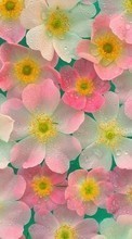 Lade kostenlos 720x1280 Hintergrundbilder Pflanzen,Blumen,Hintergrund für Handy oder Tablet herunter.