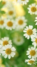 Lade kostenlos Hintergrundbilder Pflanzen,Blumen,Hintergrund,Kamille für Handy oder Tablet herunter.