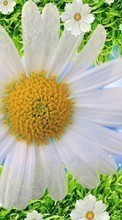 Lade kostenlos Hintergrundbilder Blumen,Hintergrund,Pflanzen,Kamille für Handy oder Tablet herunter.