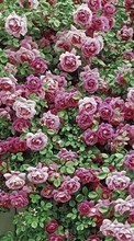 Pflanzen,Blumen,Hintergrund,Roses für Lenovo Sisley S90