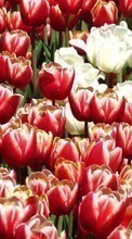 Lade kostenlos Hintergrundbilder Pflanzen,Blumen,Hintergrund,Tulpen für Handy oder Tablet herunter.