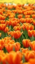 Lade kostenlos Hintergrundbilder Pflanzen,Blumen,Hintergrund,Tulpen für Handy oder Tablet herunter.