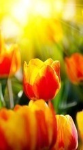 Lade kostenlos Hintergrundbilder Tulpen,Blumen,Hintergrund für Handy oder Tablet herunter.