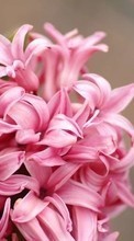 Lade kostenlos 360x640 Hintergrundbilder Pflanzen,Blumen,Hyacinth für Handy oder Tablet herunter.