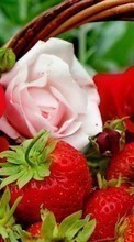Lade kostenlos Hintergrundbilder Blumen,Berries,Erdbeere,Pflanzen,Roses für Handy oder Tablet herunter.