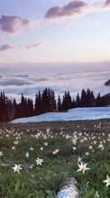 Lade kostenlos Hintergrundbilder Blumen,Mountains,Landschaft für Handy oder Tablet herunter.