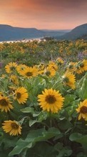 Lade kostenlos Hintergrundbilder Pflanzen,Landschaft,Blumen,Felder,Sonnenblumen,Mountains für Handy oder Tablet herunter.